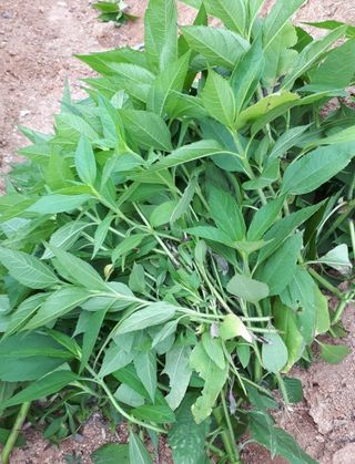 둥이농장(김준태)님의 고추 · 영농일지 작성글 사진