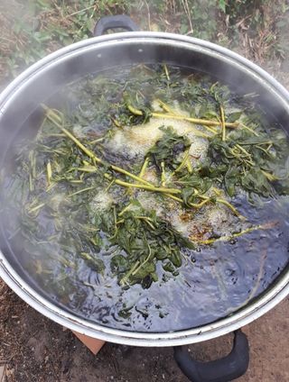 둥이농장(김준태)님의 고추 · 영농일지 작성글 사진