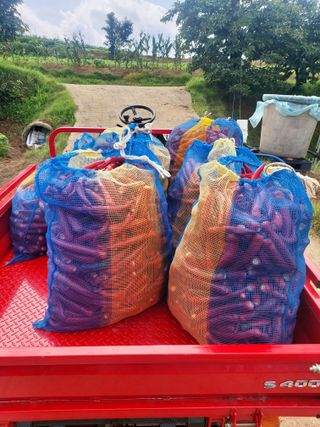 둥이농장(김준태)님의 고추 · 영농일지 작성글 사진