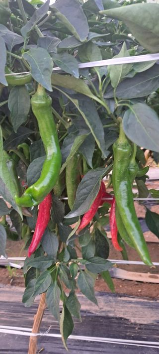 귀요미야옹이최세근님의 고추 · 영농일지 작성글 사진