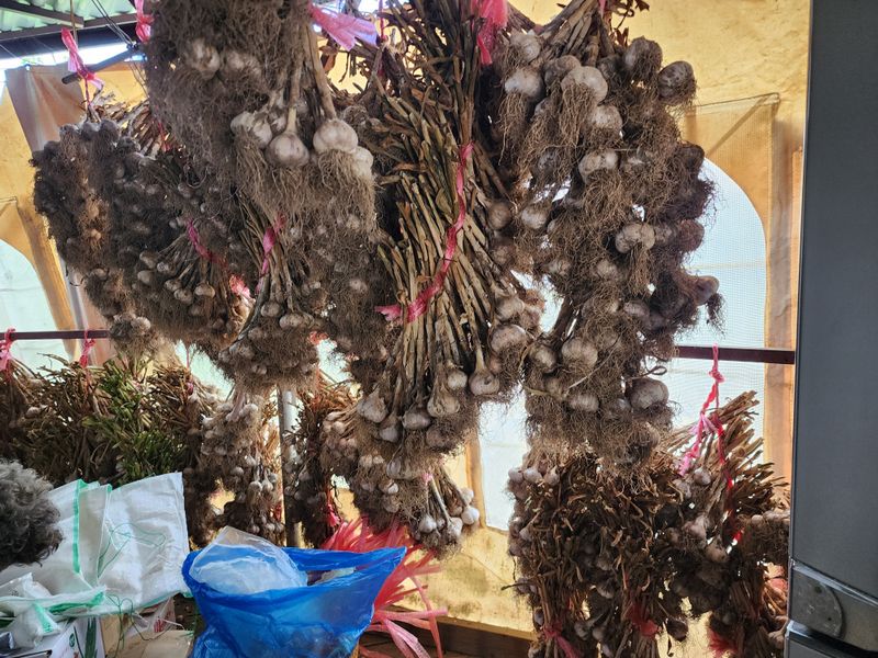 강촌지기님의 장터 판매 상품 [마늘  100개] 첨부 사진