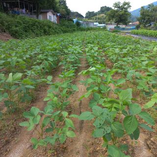 두두짱돌님의 콩 · 영농일지 작성글 사진