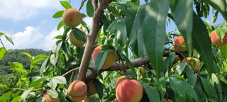 서해숙님의 자유주제 · 자유게시판 작성글 사진