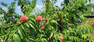 서해숙님의 자유주제 · 자유게시판 작성글 사진