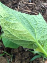 팜모닝 오이·병해충상담 게시글 이미지