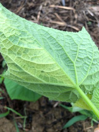 정소영님의 오이 · 병해충상담 작성글 사진