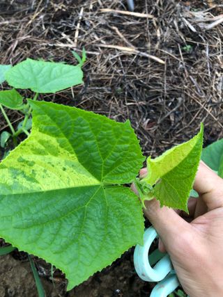 정소영님의 오이 · 병해충상담 작성글 사진