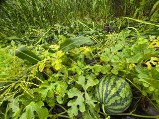 노아님의 자유주제 · 건의해요 작성글 사진