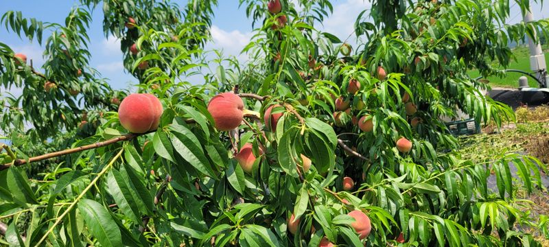 장터 상품 [딱딱이 복숭아 판매합니다] 썸네일