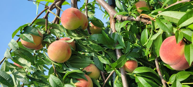 서해숙님의 장터 판매 상품 [딱딱이 복숭아 판매합니다] 첨부 사진