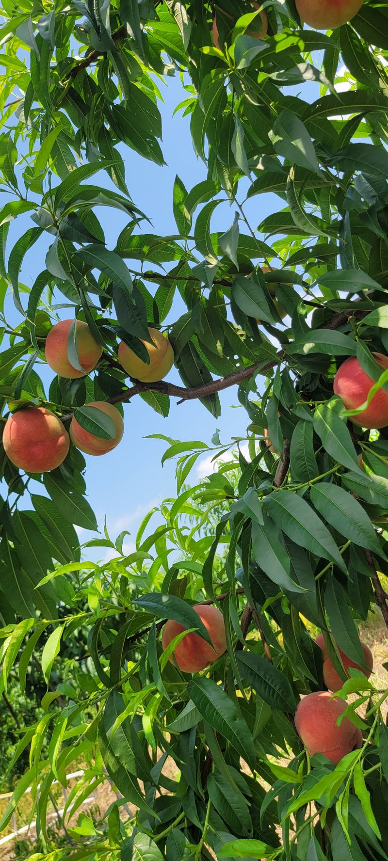 서해숙님의 장터 판매 상품 [딱딱이 복숭아 판매합니다] 첨부 사진