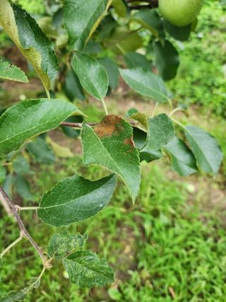 권해원님의 농사, 무엇이든 물어보세요! · 참여글 작성글 사진