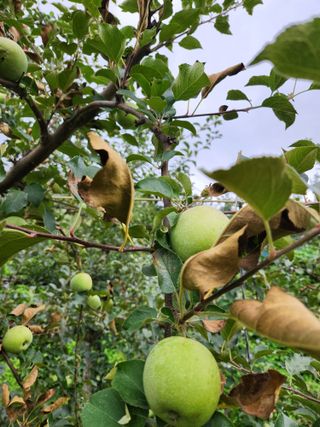 권해원님의 농사, 무엇이든 물어보세요! · 참여글 작성글 사진