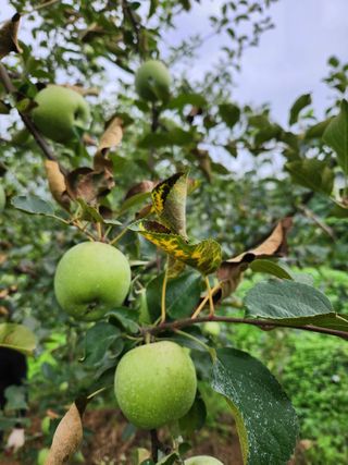 권해원님의 농사, 무엇이든 물어보세요! · 참여글 작성글 사진