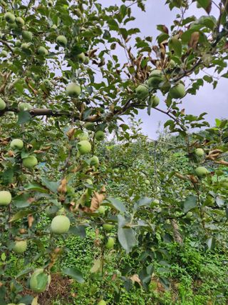 권해원님의 농사, 무엇이든 물어보세요! · 참여글 작성글 사진