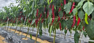 이상윤님의 고추 · 영농일지 작성글 사진