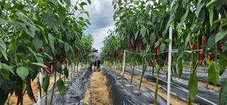 이상윤님의 고추 · 영농일지 작성글 사진