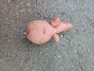 포천종삼농사꾼님의 자유주제 · 자유게시판 작성글 사진