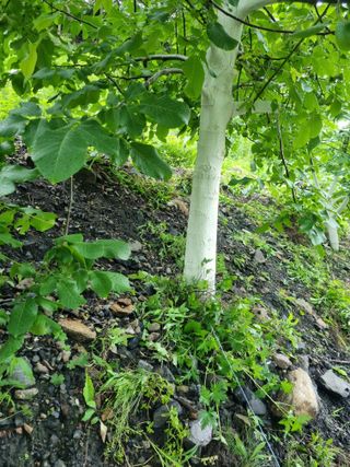 김용대님의 자유주제 · 자유게시판 작성글 사진