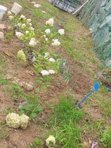 팜모닝 기타작물·영농일지 게시글 이미지