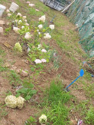 대추.야생화김민경님의 기타작물 · 영농일지 작성글 사진