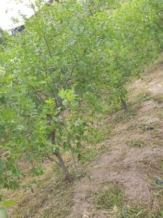 대추.야생화김민경님의 기타작물 · 영농일지 작성글 사진