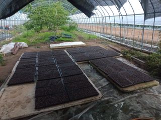 농민님의 상추 · 자유게시판 작성글 사진