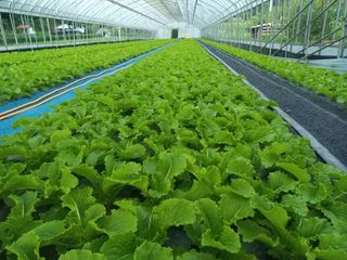 농민님의 상추 · 자유게시판 작성글 사진