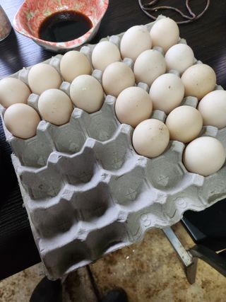 ok 체험학습농원님의 자유주제 · 자유게시판 작성글 사진