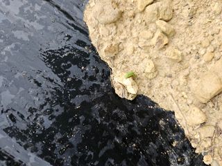 대정동님의 기타작물 · 병해충상담 작성글 사진