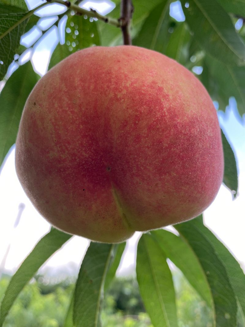 장터 상품 [딱딱이입니다  4kㅡ4.5k] 썸네일