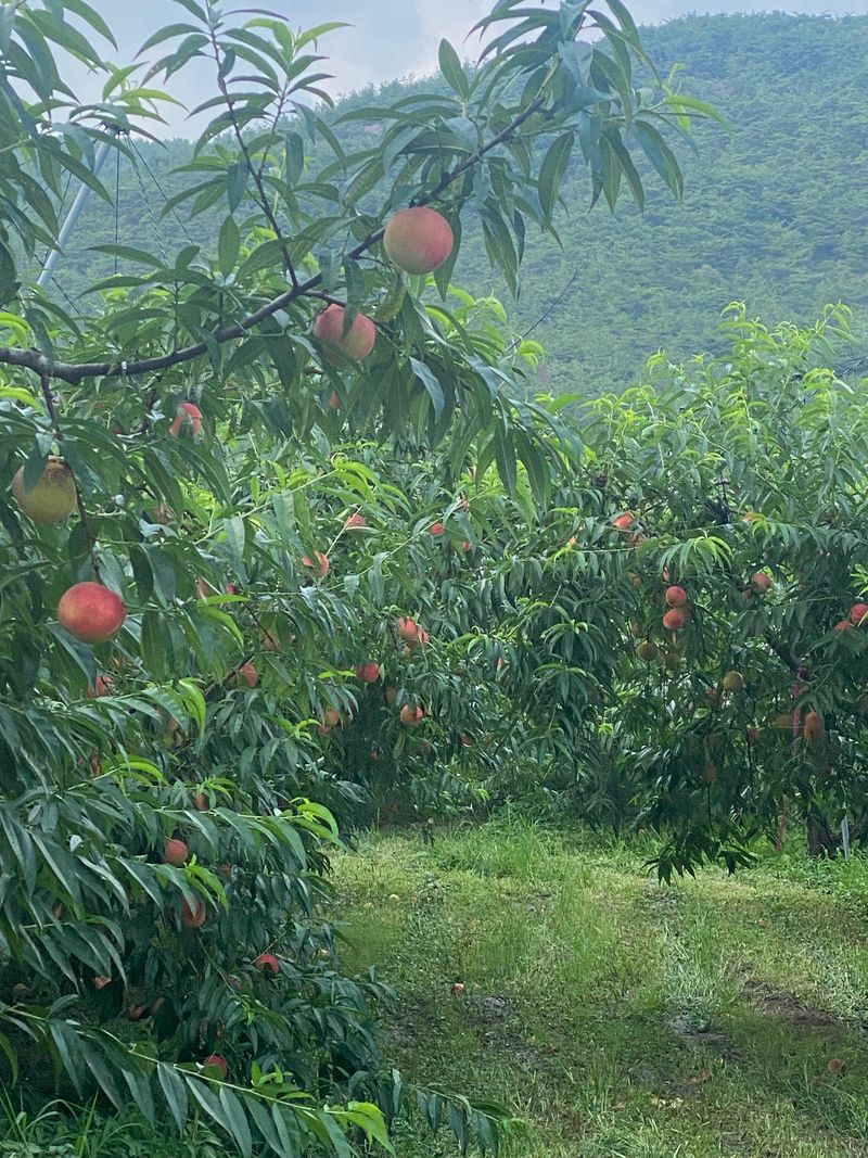 윤희철님의 장터 판매 상품 [딱딱이입니다  4kㅡ4.5k] 첨부 사진