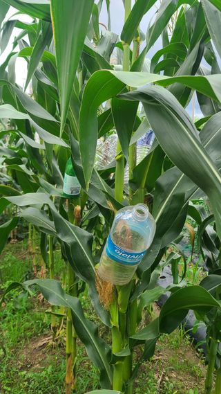 매실6483만물박사님의 자유주제 · 자유게시판 작성글 사진