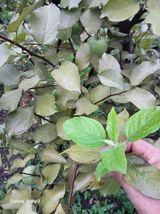 팜모닝 사과·병해충상담 게시글 이미지