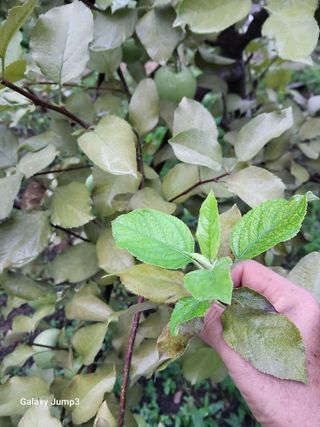 텃밭농님의 사과 · 병해충상담 작성글 사진