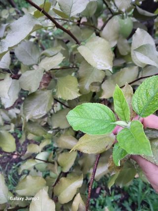 텃밭농님의 사과 · 병해충상담 작성글 사진