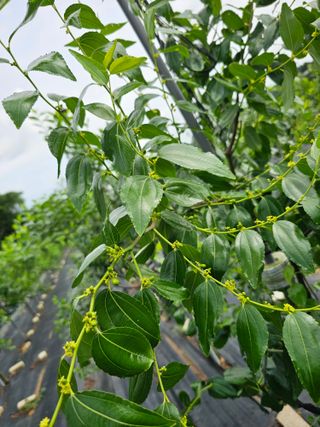 망운천지향토농원님의 자유주제 · 자유게시판 작성글 사진