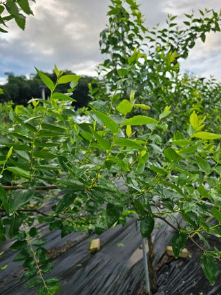 망운천지향토농원님의 자유주제 · 자유게시판 작성글 사진