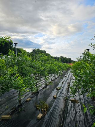 망운천지향토농원님의 자유주제 · 자유게시판 작성글 사진