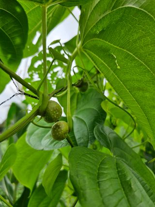 망운천지향토농원님의 자유주제 · 자유게시판 작성글 사진