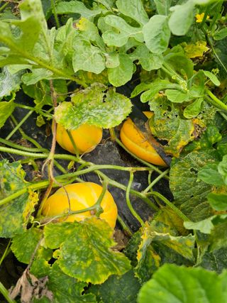 망운천지향토농원님의 자유주제 · 자유게시판 작성글 사진