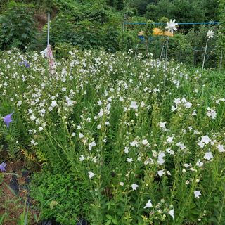 왕명배님의 자유주제 · 자유게시판 작성글 사진