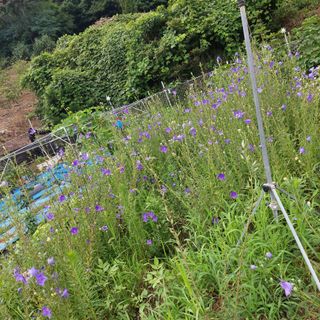 왕명배님의 자유주제 · 자유게시판 작성글 사진