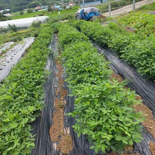 왕명배님의 자유주제 · 자유게시판 작성글 사진