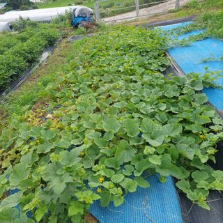왕명배님의 자유주제 · 자유게시판 작성글 사진