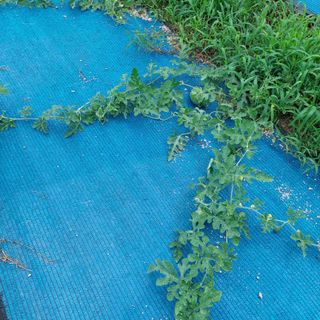 왕명배님의 자유주제 · 자유게시판 작성글 사진