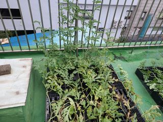 홍혜석님의 농사, 무엇이든 물어보세요! · 참여글 작성글 사진