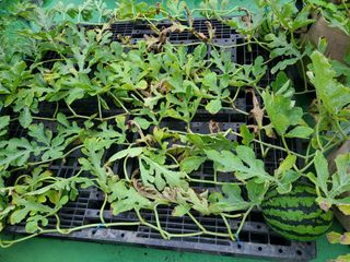 홍혜석님의 농사, 무엇이든 물어보세요! · 참여글 작성글 사진