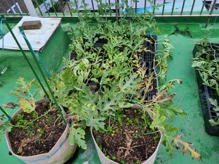 홍혜석님의 농사, 무엇이든 물어보세요! · 참여글 작성글 사진