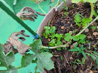 홍혜석님의 농사, 무엇이든 물어보세요! · 참여글 작성글 사진